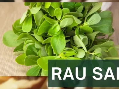 Rau sam và những công dụng chữa bệnh theo y học cổ truyền