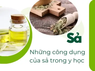 Bí quyết giảm cân, chữa cảm cúm hiệu quả với cây sả