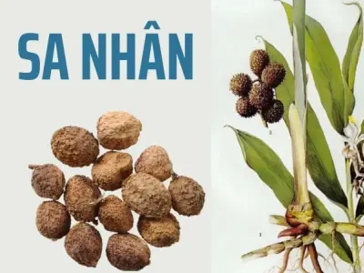 Sa nhân là gì? Hướng dẫn bài chế thuốc giúp chống viêm 