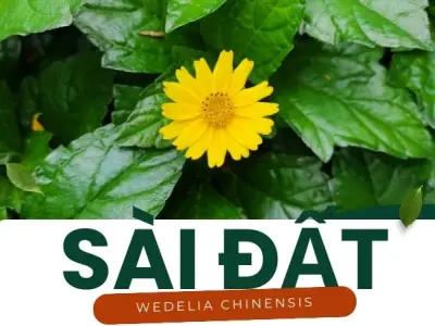 Cây Sài Đất - Giải pháp tự nhiên cho các bệnh viêm nhiễm