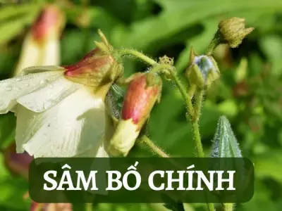 Sâm bố chính có tốt không? Sự thật về sâm bố chính mà bạn chưa biết