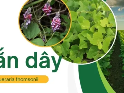 Công dụng chữa bệnh của sắn dây - Những điều bạn nên biết