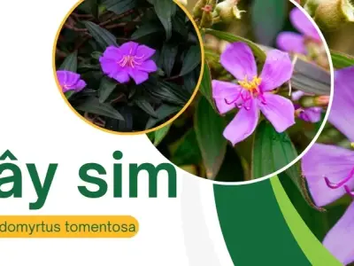 Quả sim là gì? Công dụng chữa bệnh của quả sim