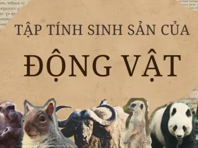 Tập tính sinh sản của động vật trong môi trường biến đổi