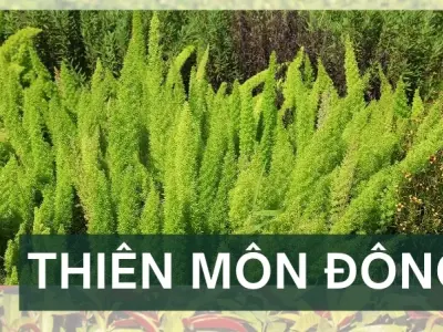 Cách dùng cây thiên môn đông trong các bài thuốc dân gian chữa bệnh