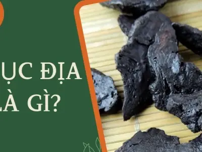 Thục địa là gì? Cách sử dụng thục địa để đạt hiệu quả cao nhất