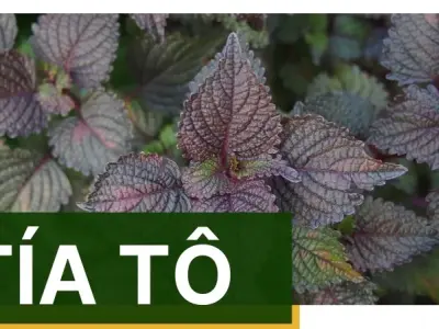 Hướng dẫn sử dụng tía tô đúng cách giúp hỗ trợ sức khỏe