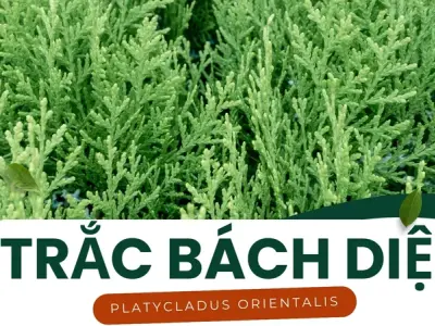 Trắc Bách Diệp - Bí quyết cầm máu và chữa bệnh hiệu quả