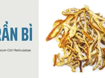 Trần bì là gì? Cách sử dụng Trần bì hiệu quả trong y học cổ truyền