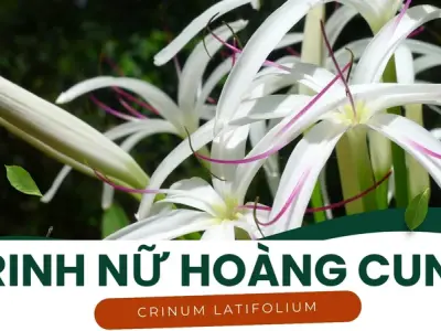 Trinh Nữ Hoàng Cung trong điều trị ung thư và u xơ tử cung