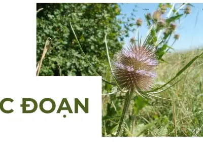 Một số bài thuốc từ tục đoạn giúp điều trị đau nhức xương khớp