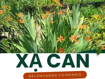 Xạ can - Thảo dược quý giúp hỗ trợ điều trị viêm họng và mất ngủ