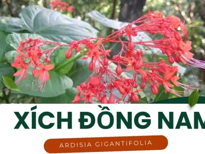 Xích Đồng Nam - Dược liệu quý giúp điều trị viêm khớp và tiêu hóa
