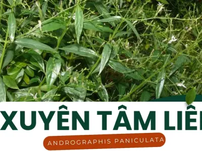 Công dụng của Xuyên tâm liên trong y học cổ truyền