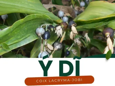 Hướng dẫn sử dụng ý dĩ để hỗ trợ tiêu hóa và giảm cân hiệu quả