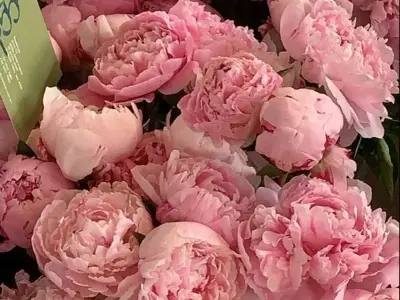 Chiêm ngưỡng ảnh hoa nghệ thuật đầy tinh tế