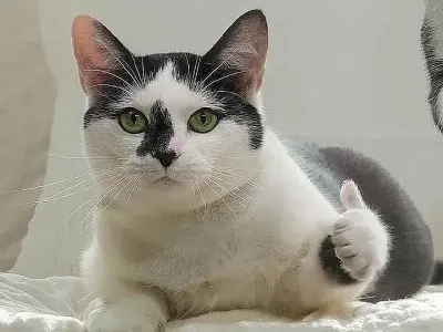 Top meme mèo viral khiến dân mạng thích thú