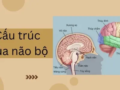 Hệ thần kinh và não bộ - Chìa khóa mở ra trí tuệ con người