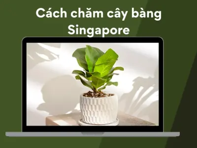 Bí quyết trồng và chăm bàng Singapore lá xanh mướt đẹp