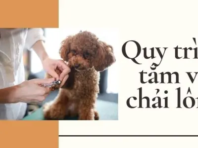 Cách nuôi chó Poodle để lông mềm xoăn như công chúa