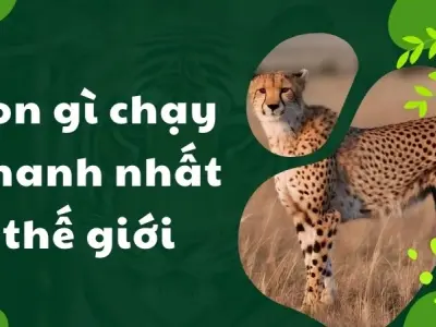 Con gì chạy nhanh nhất thế giới và bí mật đằng sau