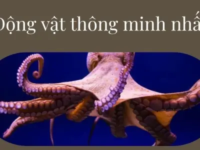 Sự thật ít người biết về động vật thông minh nhất