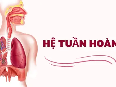 Hệ tuần hoàn quan trọng- Bí quyết giữ trái tim luôn khỏe mạnh