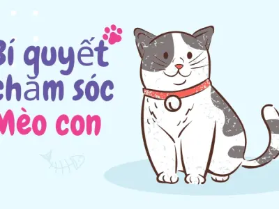 Hướng dẫn nuôi mèo con khỏe mạnh cho người mới bắt đầu