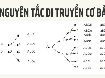Khám phá quy luật Mendel – Nền tảng vàng của di truyền học