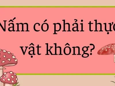 Nấm có phải thực vật không? Giải đáp từ chuyên gia