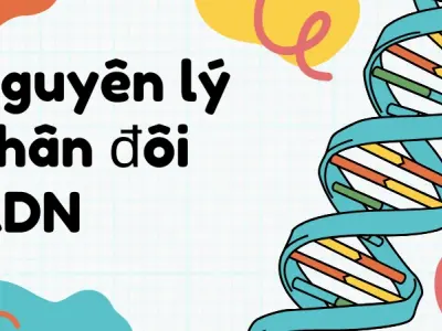 Nhân đôi ADN- Tìm hiểu quy trình cơ bản và chi tiết nhất