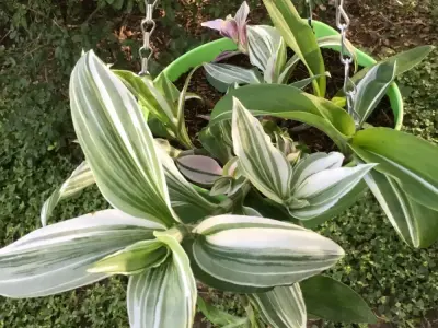 50+ hình ảnh cây lược vàng và công dụng chữa bệnh tuyệt vời