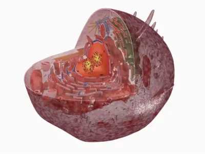 Tổng hợp hình ảnh các bào quan tế bào nhân thực