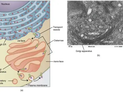 Sơ đồ cấu tạo bộ máy Golgi chi tiết trong tế bào