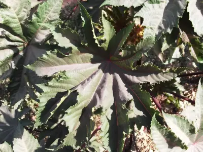 Trọn bộ hình ảnh và công dụng cây thầu dầu tía chữa bệnh trĩ