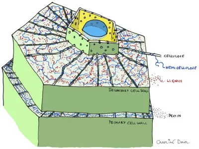 Bộ sưu tập mô hình thành tế bào 3d sống động nhất