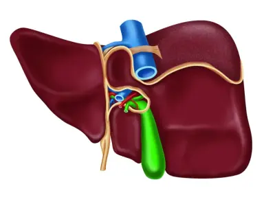 Trọn bộ hình ảnh tiểu thùy gan và cấu trúc mô học gan
