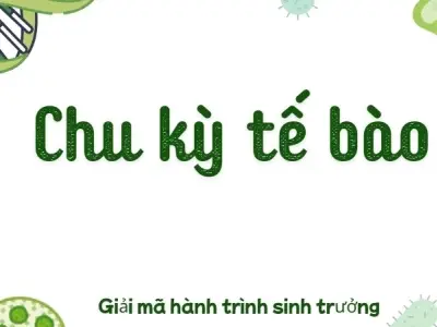 Chu kỳ tế bào - Giải mã hành trình sinh trưởng kỳ diệu