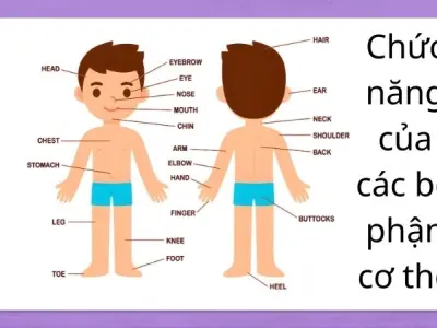 Bí mật lạ về chức năng của các bộ phận cơ thể bạn nên biết