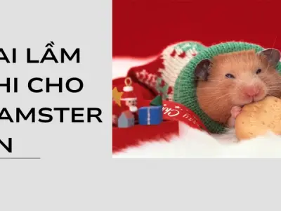 Chế độ dinh dưỡng và thức ăn hamster giúp thú cưng khỏe mạnh