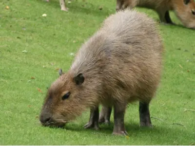 Ngắm nhìn bộ ảnh chuột lang nước Capybara cực kỳ đáng yêu