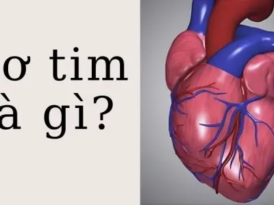 Cơ tim là gì? Kiến thức cơ bản giúp bảo vệ trái tim bạn