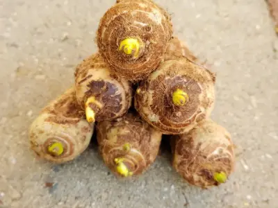 Trọn bộ hình ảnh củ ráy và công dụng chữa bệnh tuyệt vời