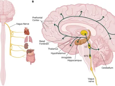 Tìm hiểu về dây thần kinh phế vị và sơ đồ giải phẫu