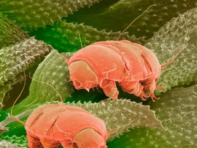 Hình ảnh gấu nước - Sinh vật bất tử nhất thế giới