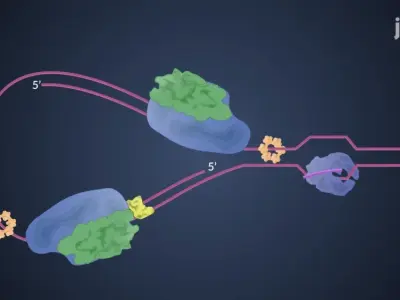 Cơ chế nhân đôi ADN là gì? Bộ sưu tập hình ảnh minh họa