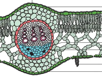 Khám phá cấu tạo mô giậu - Bộ ảnh giải phẫu lá cây