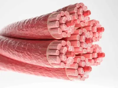 Bí ẩn sợi cơ - Bộ sưu tập hình ảnh cấu tạo cơ bắp