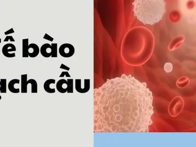 Tế bào bạch cầu phản ánh chính xác tình trạng sức khỏe