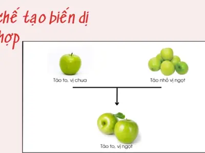 Biến dị tổ hợp là gì? Giải mã chi tiết từ kinh nghiệm thực tế
